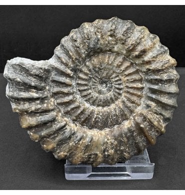 Lower Lias, Lower Jurassic Ammonite from Charmouth, Dorset, England (SKU A4672):- Androgynoceras lataecosta