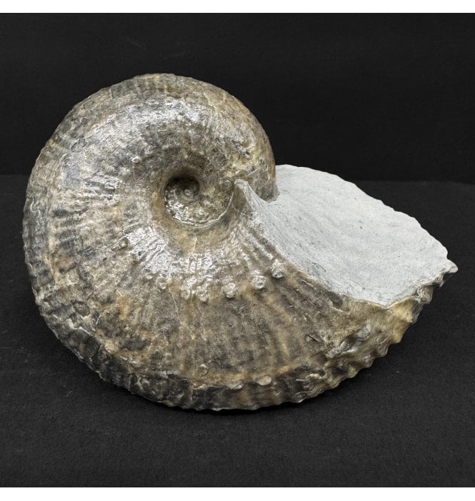 Lower Lias, Lower Jurassic Ammonite from Charmouth, Dorset, England (SKU A4944):- Becheiceras bechei