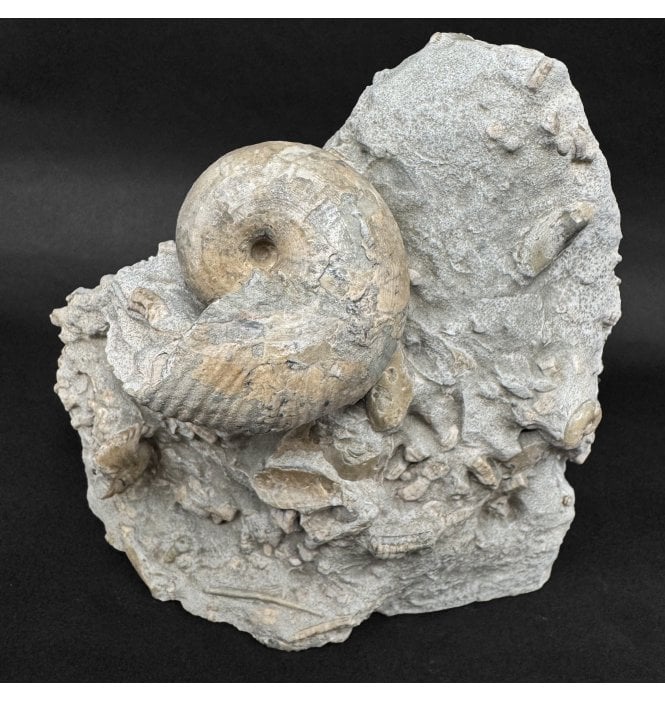 Lower Lias, Lower Jurassic Ammonite from Charmouth, Dorset, England (SKU A4993):- Becheiceras bechei