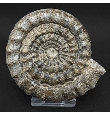 Lower Lias, Lower Jurassic Ammonite from Charmouth, Dorset, England (SKU A5026):- Echioceras raricostoides