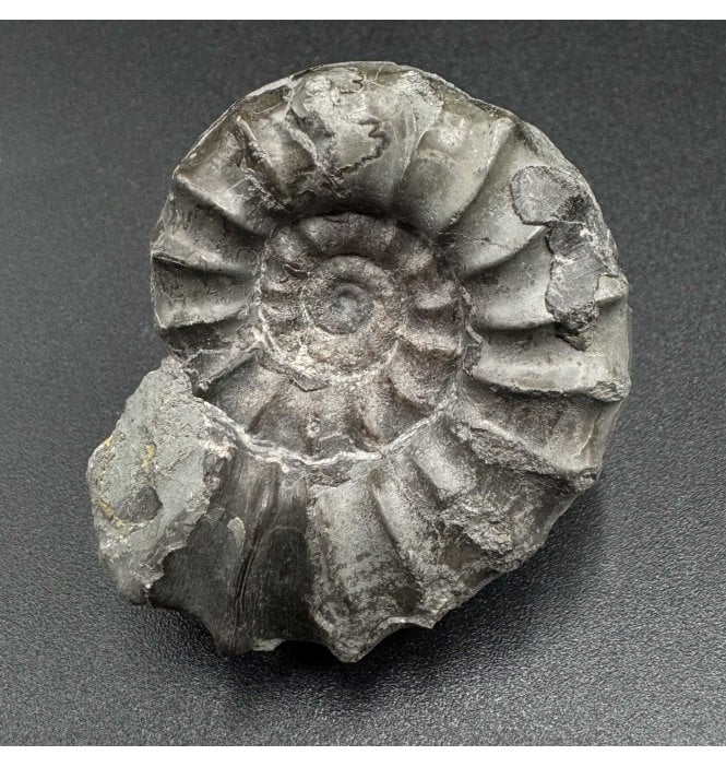 Lower Lias, Lower Jurassic, Ammonite from North Yorkshire, England (SKU A3527):- Euagassiceras resupinatum