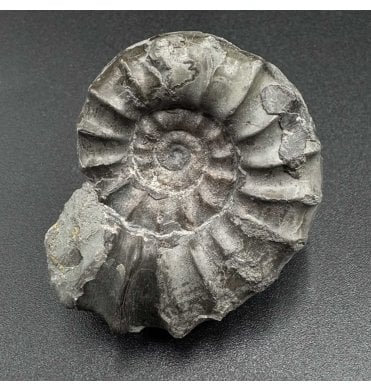 Lower Lias, Lower Jurassic, Ammonite from North Yorkshire, England (SKU A3527):- Euagassiceras resupinatum