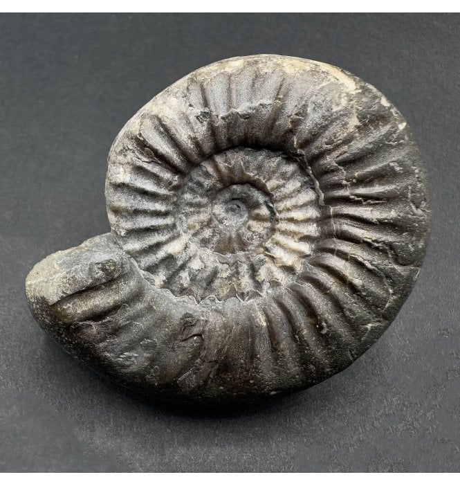 Lower Lias, Lower Jurassic Ammonite from North Yorkshire, England (SKU A4060):- Coroniceras sp. Indet.