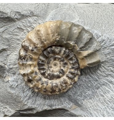 Lower Lias, Lower Jurassic Calcite Ammonite from Charmouth, Dorset, England (SKU A4408):- Xipheroceras drudrieseri