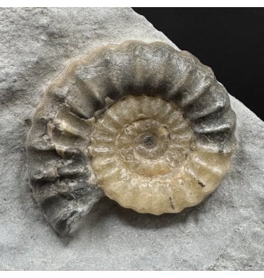 Lower Lias, Lower Jurassic Calcite Ammonite from Charmouth, Dorset, England (SKU A4952):- Promicroceras planicosta