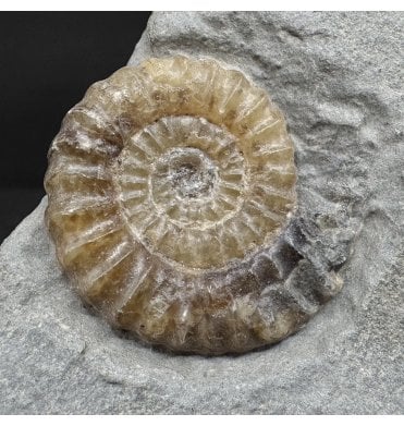 Lower Lias, Lower Jurassic Calcite Ammonite from Charmouth, Dorset, England (SKU A4953):- Promicroceras planicosta