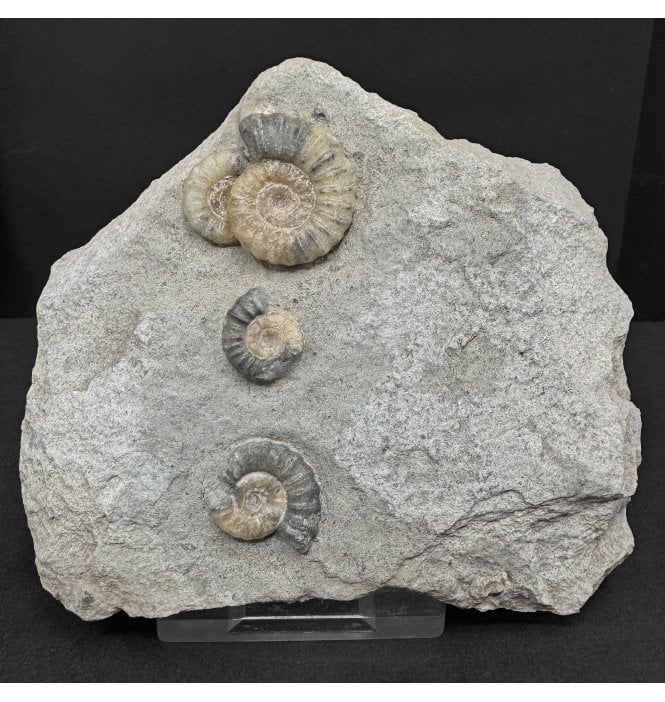 Lower Lias, Lower Jurassic Calcite Ammonite from Charmouth, Dorset, England (SKU A4966):- Promicroceras planicosta