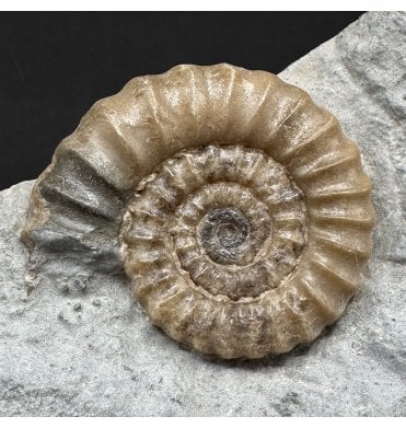 Lower Lias, Lower Jurassic Calcite Ammonite from Charmouth, Dorset, England (SKU A4983):- Promicroceras planicosta