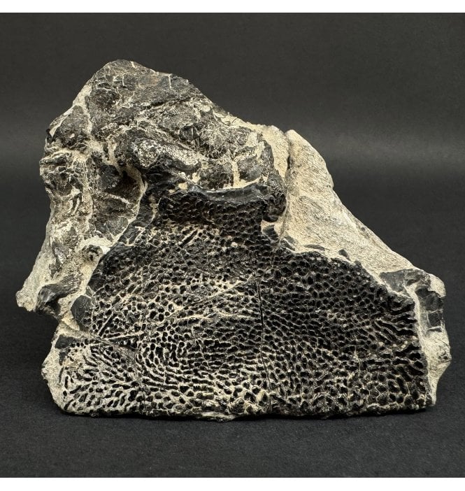 Lower Lias, Lower Jurassic Fossil Fish Skull Fragment from Dorset, England (SKU V9025):- Dapedium politum