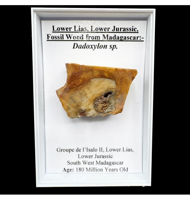 Lower Lias, Lower Jurassic Fossil Wood from Madagascar (SKU G91):- Dadoxylon sp.
