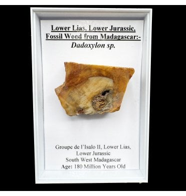 Lower Lias, Lower Jurassic Fossil Wood from Madagascar (SKU G91):- Dadoxylon sp.