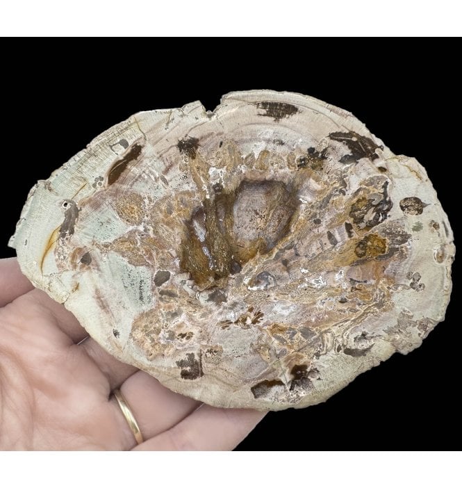 Lower Lias, Lower Jurassic Fossil Wood from Madagascar (SKU OF2919):- Dadoxylon sp.