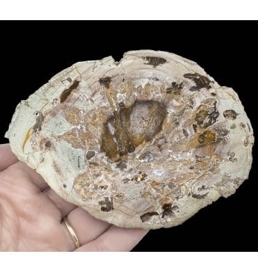 Lower Lias, Lower Jurassic Fossil Wood from Madagascar (SKU OF2919):- Dadoxylon sp.