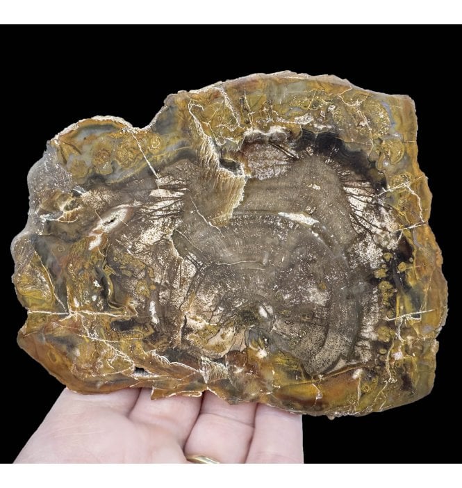 Lower Lias, Lower Jurassic Fossil Wood from Madagascar (SKU OF2923):- Dadoxylon sp.