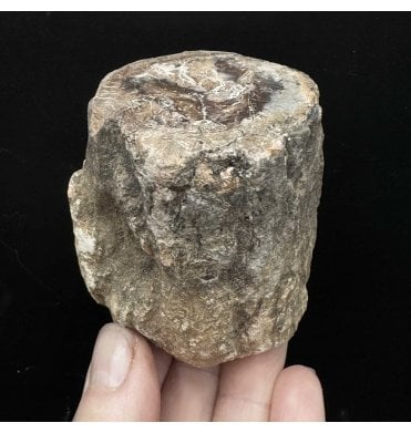 Lower Lias, Lower Jurassic Fossil Wood from Madagascar (SKU OF3091):- Dadoxylon sp.