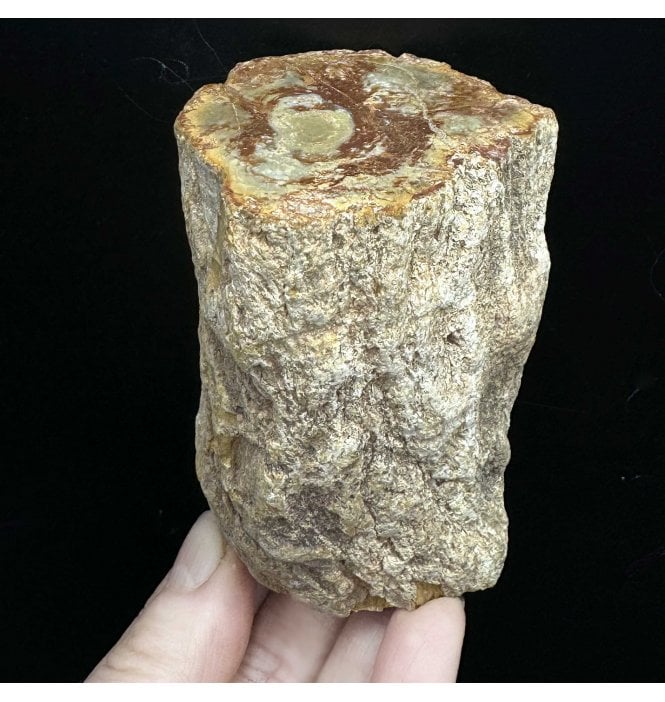 Lower Lias, Lower Jurassic Fossil Wood from Madagascar (SKU OF3092):- Dadoxylon sp.