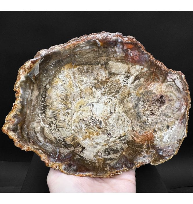 Lower Lias, Lower Jurassic Fossil Wood from Madagascar (SKU OF3998):- Dadoxylon sp.