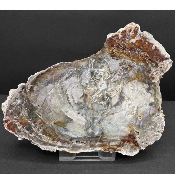 Lower Lias, Lower Jurassic Fossil Wood from Madagascar (SKU OF4046):- Dadoxylon sp.