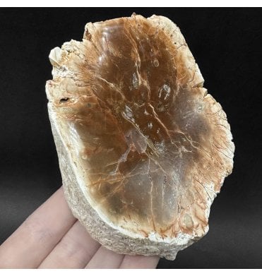 Lower Lias, Lower Jurassic Fossil Wood from Madagascar (SKU OF4480):- Dadoxylon sp.