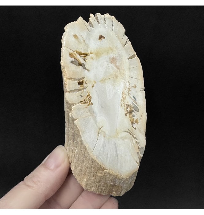 Lower Lias, Lower Jurassic Fossil Wood from Madagascar (SKU OF4482):- Dadoxylon sp.