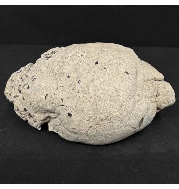 Lower Lias, Lower Jurassic, Ichthyosaur Coprolite from Charmouth, Dorset, England (SKU V8961):- Ichthyosaurus Coprolite