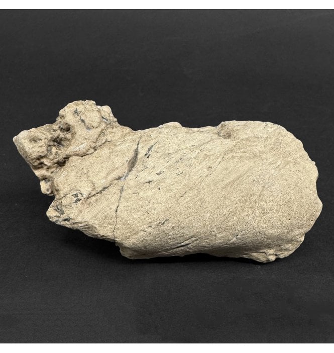 Lower Lias, Lower Jurassic, Ichthyosaur Coprolite from Charmouth, Dorset, England (SKU V9062):- Ichthyosaurus Coprolite
