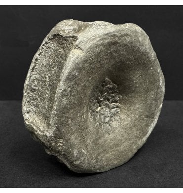 Lower Lias, Lower Jurassic Ichthyosaur Vertebra from Charmouth, Dorset, England (SKU V8977):- Ichthyosaurus communis