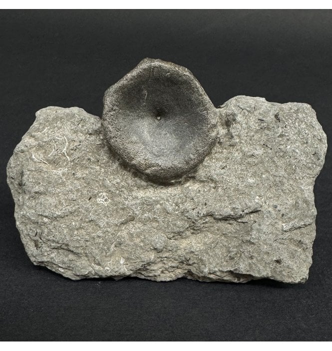 Lower Lias, Lower Jurassic Ichthyosaur Vertebra from Charmouth, Dorset, England (SKU V9036):- Ichthyosaurus communis