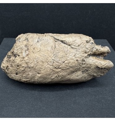 Lower Lias, Lower Jurassic Ichthyosaurus Coprolite with Fish Bone Inclusions from Charmouth, Dorset, England (SKU V7568):- Ichthyosaurus communis