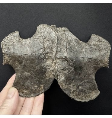Lower Lias, Lower Jurassic Ichthyosaurus Scapula from Charmouth, Dorset, England (SKU V9137):- Ichthyosaurus communis