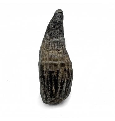 Lower Lias, Lower Jurassic Ichthyosaurus Tooth from Charmouth, Dorset, England (SKU V7266):- Ichthyosaurus communis
