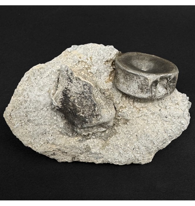 Lower Lias, Lower Jurassic Ichthyosaurus Vertebra and Bone from Dorset, England (SKU V9053):- Ichthyosaurus communis