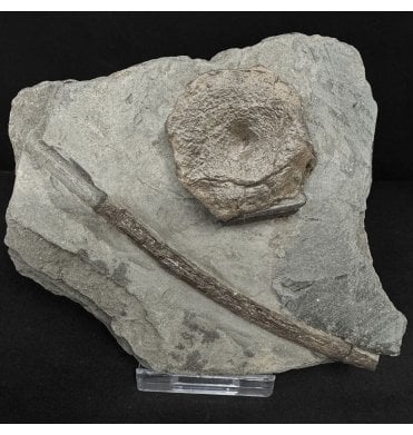 Lower Lias, Lower Jurassic Ichthyosaurus Vertebra and Rib from Charmouth, Dorset, England (SKU V8968):- Ichthyosaurus communis