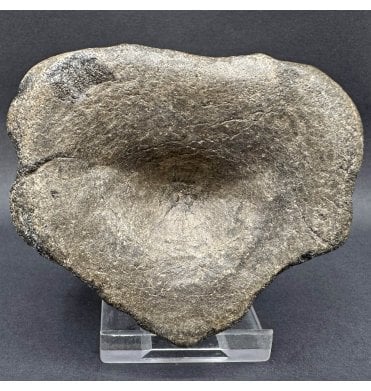 Lower Lias, Lower Jurassic Ichthyosaurus Vertebra from Dorset, England (SKU V7820):- Ichthyosaurus communis