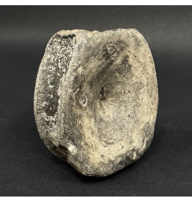 Lower Lias, Lower Jurassic Ichthyosaurus Vertebra from Dorset, England (SKU V9049):- Ichthyosaurus communis