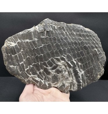 Lower Lias, Lower Jurassic Partial Fossil Fish Flank from Charmouth, Dorset, England (SKU V8394 AW49):- Dapedium sp. indet.