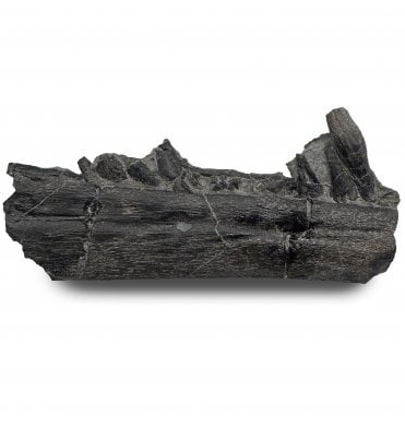 Lower Lias, Lower Jurassic, Partial Ichthyosaur Jaw with Teeth from Charmouth, Dorset, England (SKU V8881):- Ichthyosaurus communis