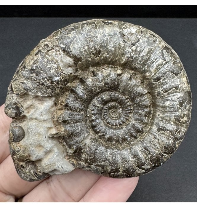 Lower Lias, Lower Jurassic Pyrite Ammonite from Charmouth, Dorset, England (SKU A4166):- Eteoderoceras (Eoderoceras) obseum