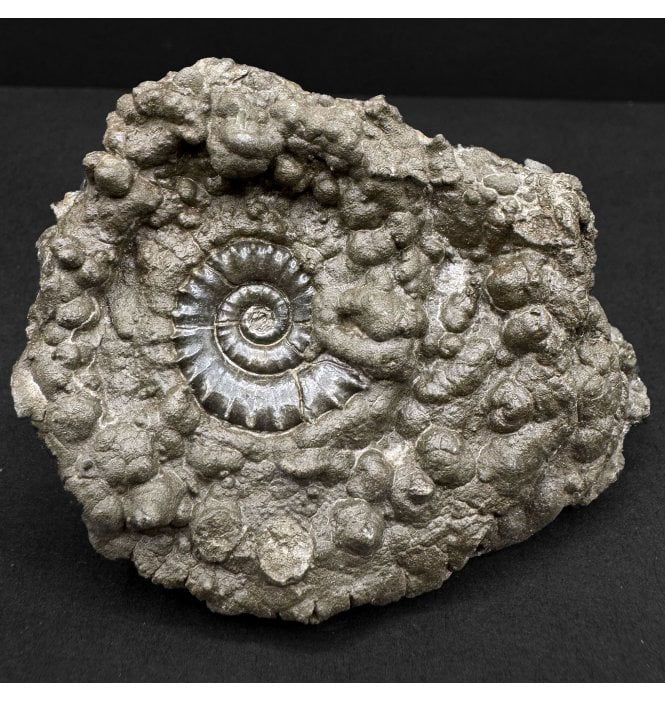 Lower Lias, Lower Jurassic Pyrite Ammonite from Charmouth, Dorset, England (SKU A4789):- Eteoderoceras (Eoderoceras) obseum