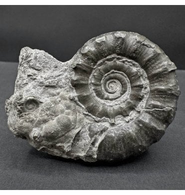 Lower Lias, Lower Jurassic Pyrite Ammonite from Dorset, England (SKU A4446):- Eteoderoceras (Eoderoceras) obseum