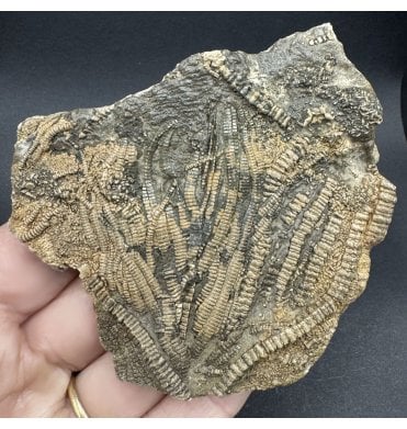 Lower Lias, Lower Jurassic Pyritised Crinoid Cluster from Charmouth, Dorset, England (SKU OF3759):- Pentacrinites fossilis