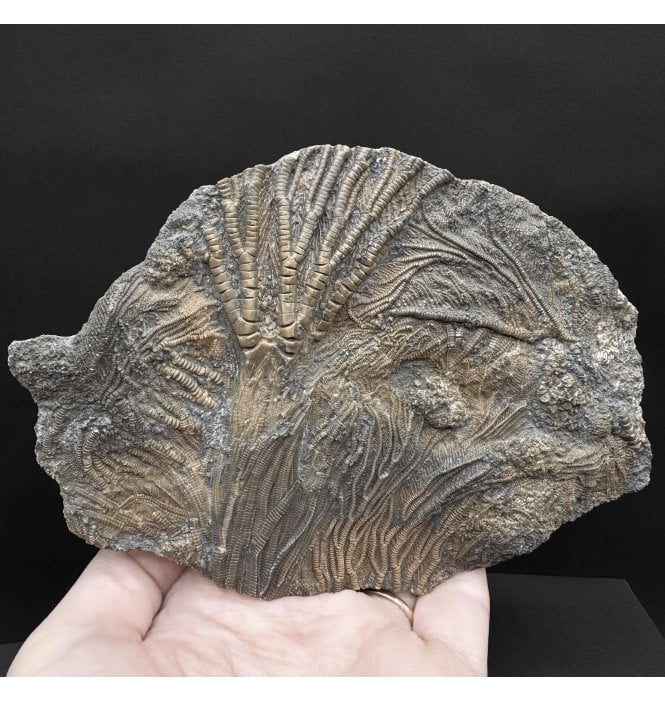 Lower Lias, Lower Jurassic, Pyritised Crinoid Cluster from Charmouth, Dorset, England (SKU OF3977):- Pentacrinites fossilis