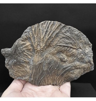 Lower Lias, Lower Jurassic, Pyritised Crinoid Cluster from Charmouth, Dorset, England (SKU OF3977):- Pentacrinites fossilis
