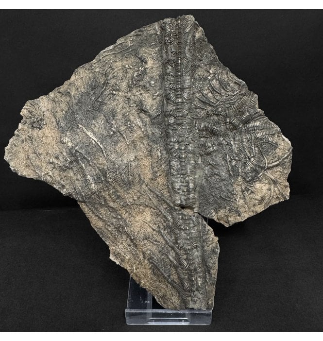 Lower Lias, Lower Jurassic, Pyritised Crinoid Cluster from Charmouth, Dorset, England (SKU OF4349):- Pentacrinites fossilis