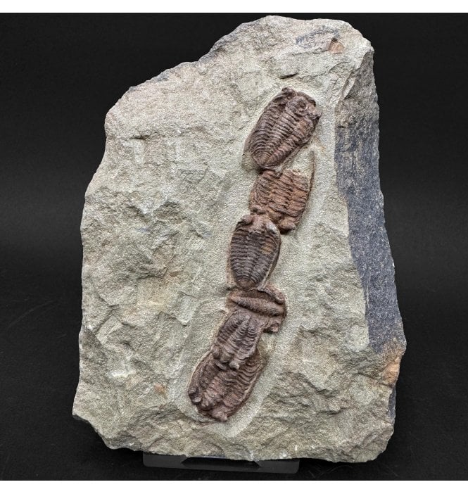 Lower Ordovician Trilobite Cluster from Zagora, Morocco (SKU T1574):- Bathycheilus cf. gallicus