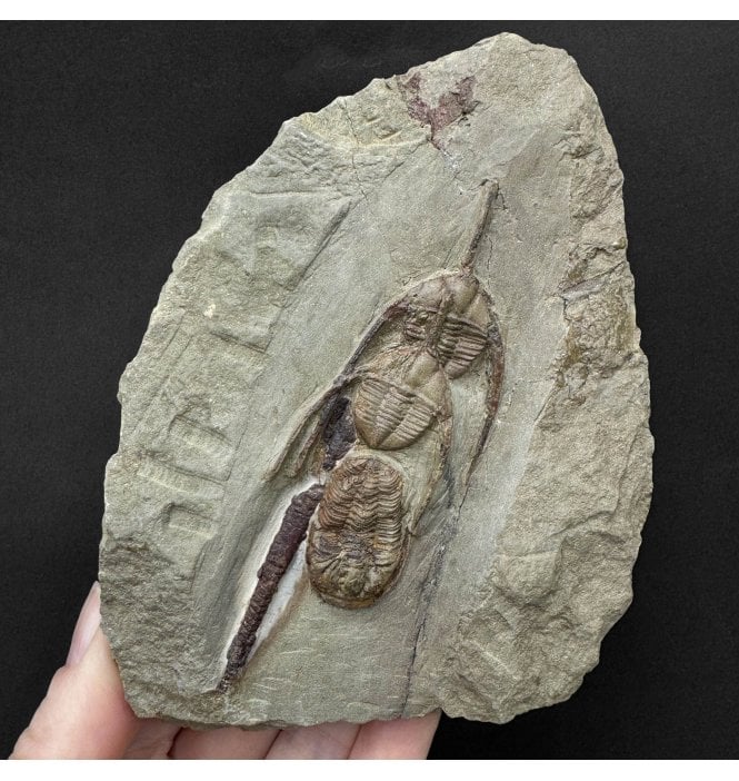 Lower Ordovician Trilobite Cluster from Zagora, Morocco (SKU T1589):- 2 Ampyx priscus and 1 Bathycheilus cf. gallicus
