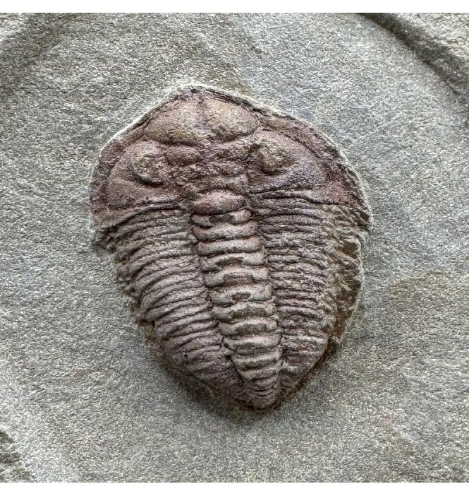 Lower Ordovician Trilobite from Zagora, Morocco (SKU T1523):- Euloma sp