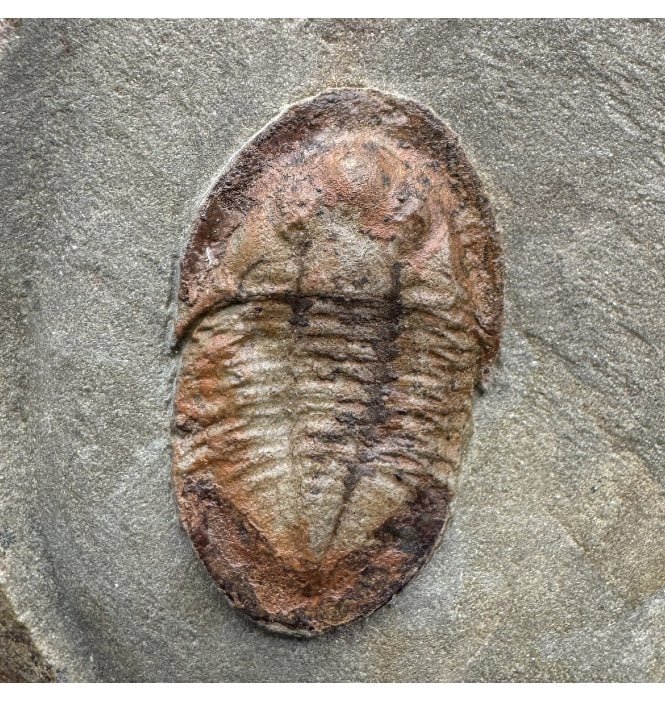 Lower Ordovician Trilobite from Zagora, Morocco (SKU T1525):- Asphellus jujuanus