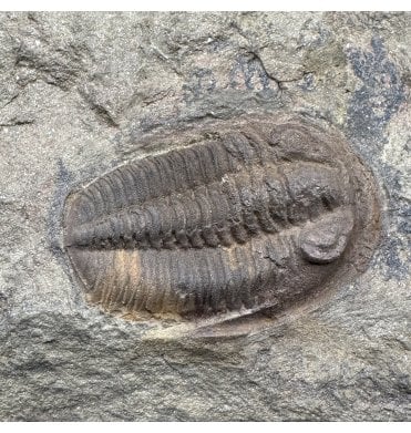 Lower Ordovician Trilobite from Zagora, Morocco (SKU T1570):- Euloma sp