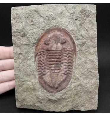 Lower Ordovician Trilobite from Zagora, Morocco (SKU T1571):- Asphellus aff. jujuanus